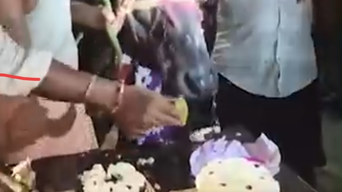 बलिया में भैंस बसंती का 4th बर्थडे, कैप-माला और 2 केक के साथ गांव में हुआ जश्न