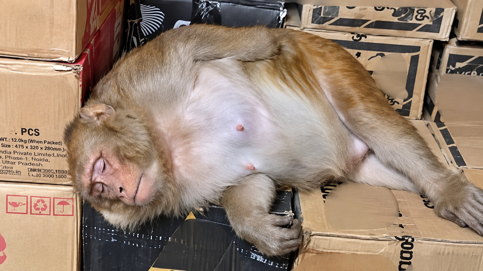 Monkey enters Ranchi wine shop, allegedly drinks alcohol and falls asleep before rescue