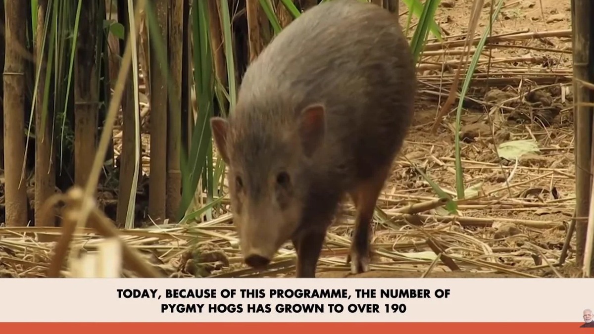 PM Modi highlights Assam effort to protect the threatened pygmy hog in Mann Ki Baat